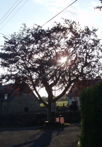 The beech tree in the centre of Hawkridge